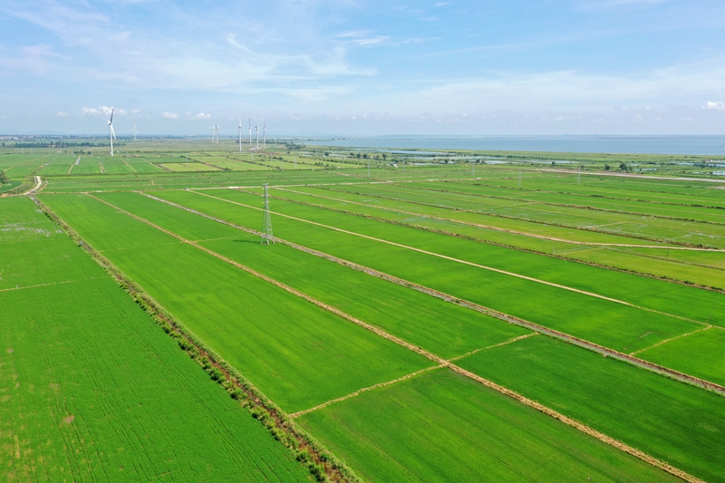 安徽農墾全國綠色食品原料标準化生産基地創建面積近17萬畝